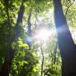 Wald bei Gernlinden