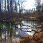 Teich in den Amperauen