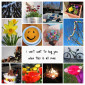 Collage Frühling